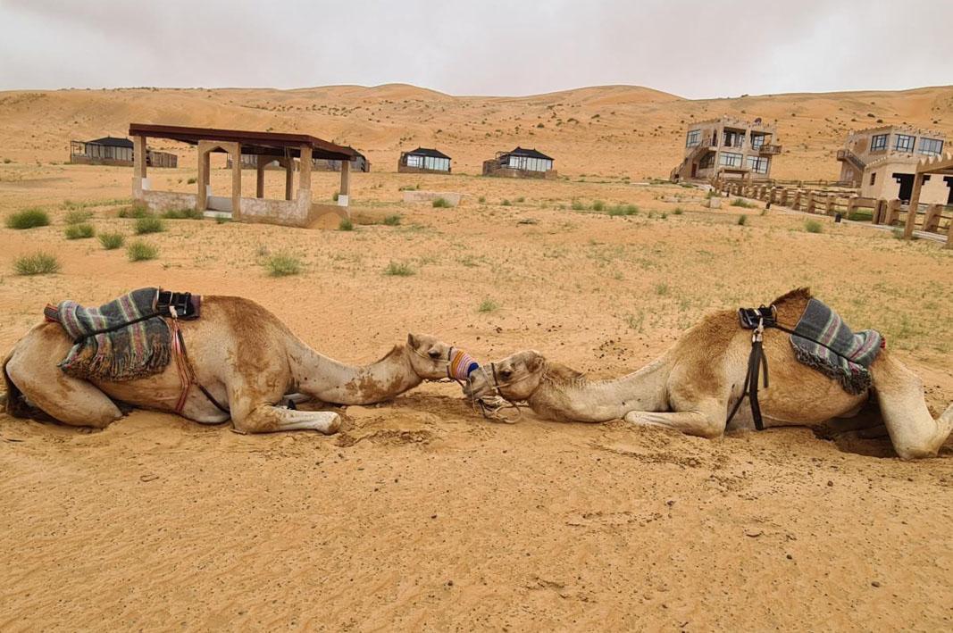 Camels at Thousand Nights Camp One of A Kind Luxury holiday
