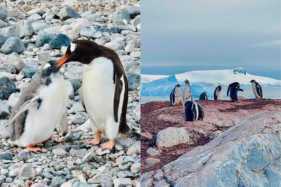 aurora expedition luxury cruise penguin sight seeing