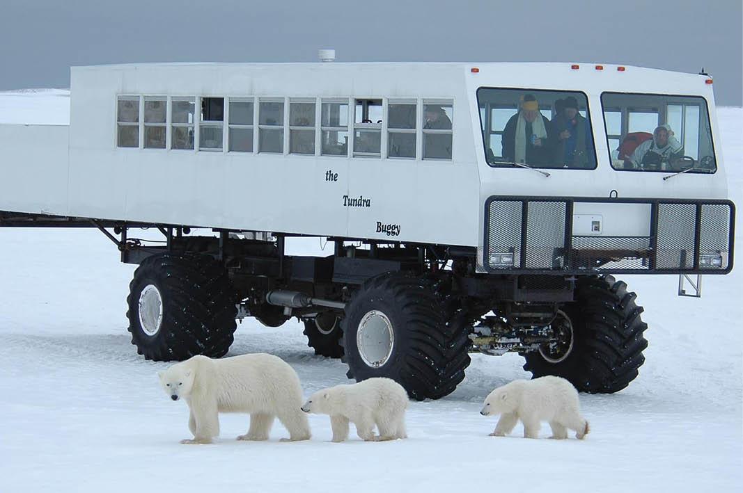 Polar Bears in Churchill, Canada luxury holiday