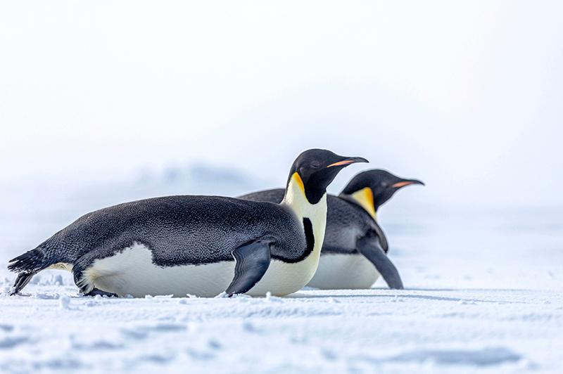 Emperor Penguin Colony, Scenic Eclipse Antarctica luxury cruise