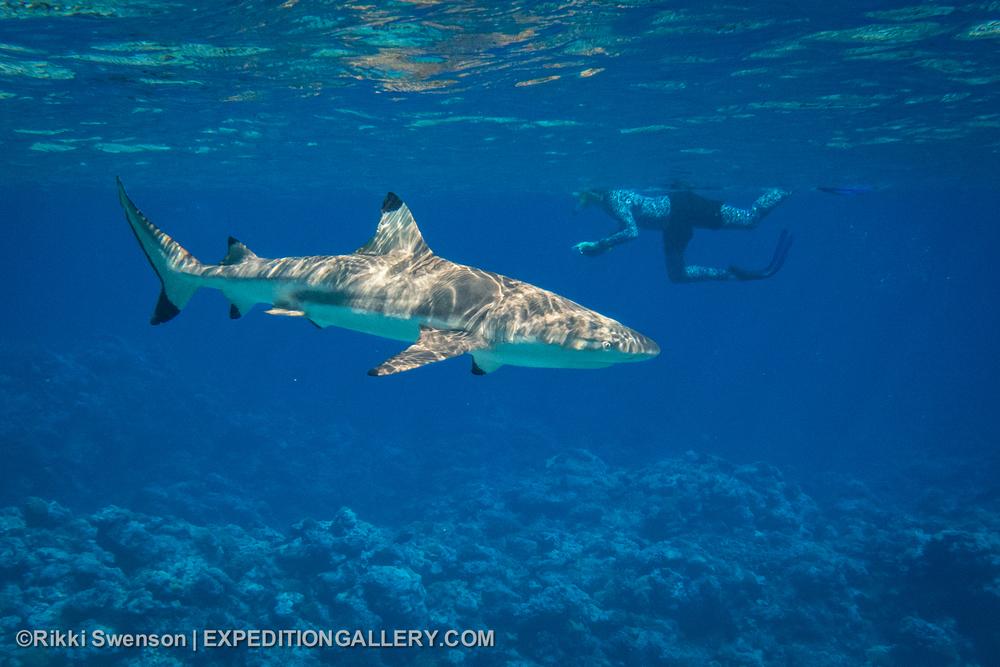 This image: Curious but harmless reef sharks on a reef in the Cook Islands.