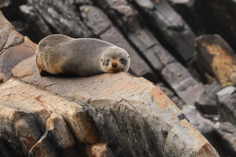 Secret Seals Tour, Kangaroo Island, Australia