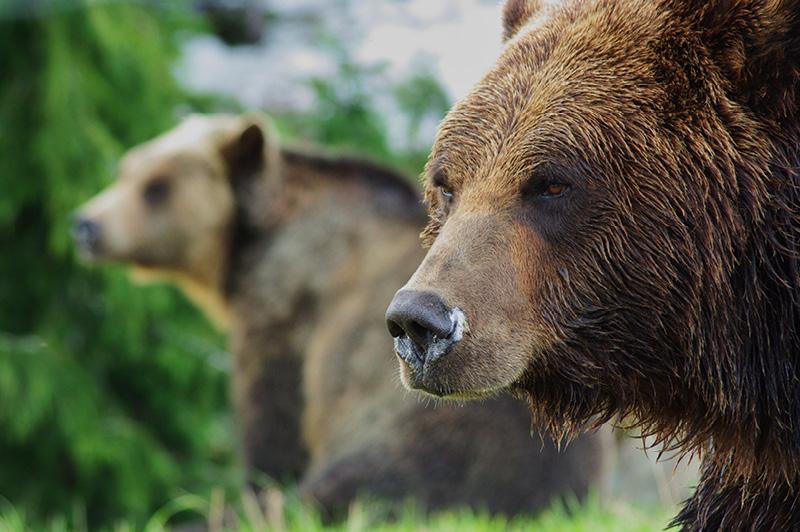 Travel Associates British Columbia: City Vibes to Mountain Highs