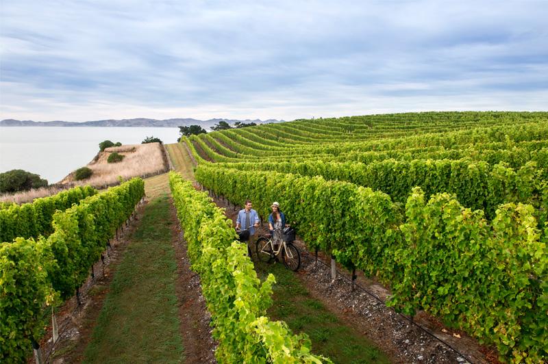 Biking the vines is an easy way to explore Marlborough
