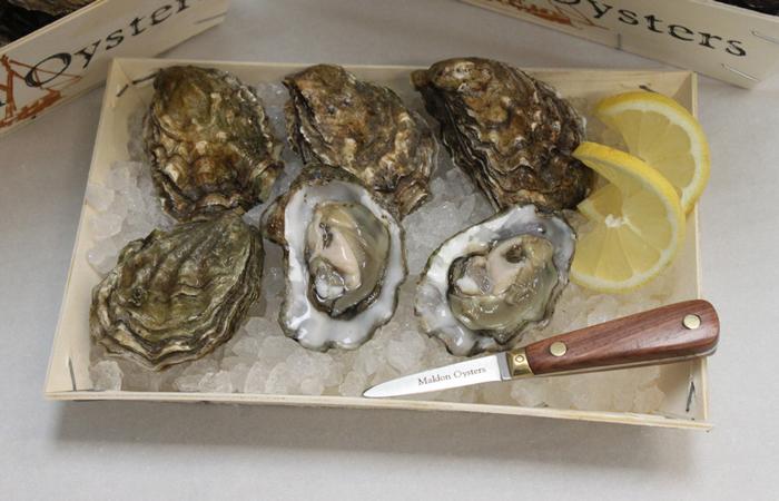 Maldon Oyster