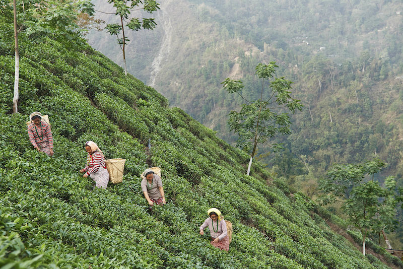 Travel Associates The history and beauty of India's palatial hotels