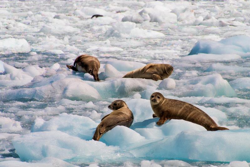 Travel Associates hubbard glacier