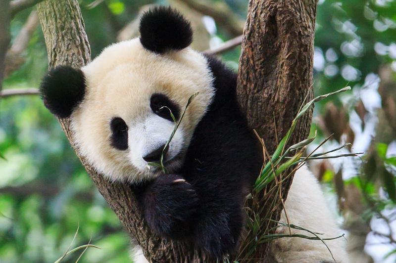 Giant Panda Cub China