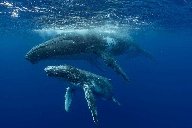 Humpback Whales