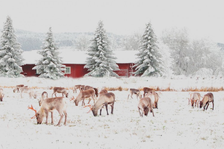 Travel Associates Travelling through northern Finland in winter