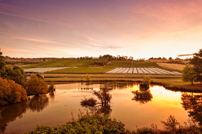 Rolling hills of Josef Chromy Winery