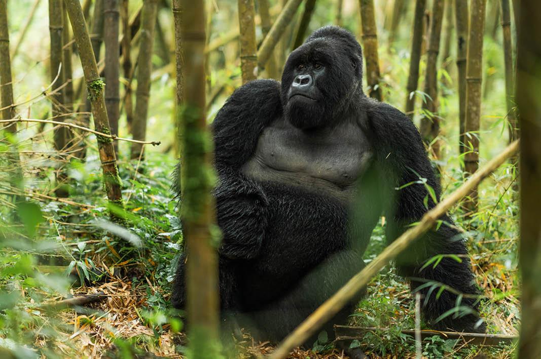 Travel Associates Advisor Experience: Gorilla Trekking in Rwanda with Singita