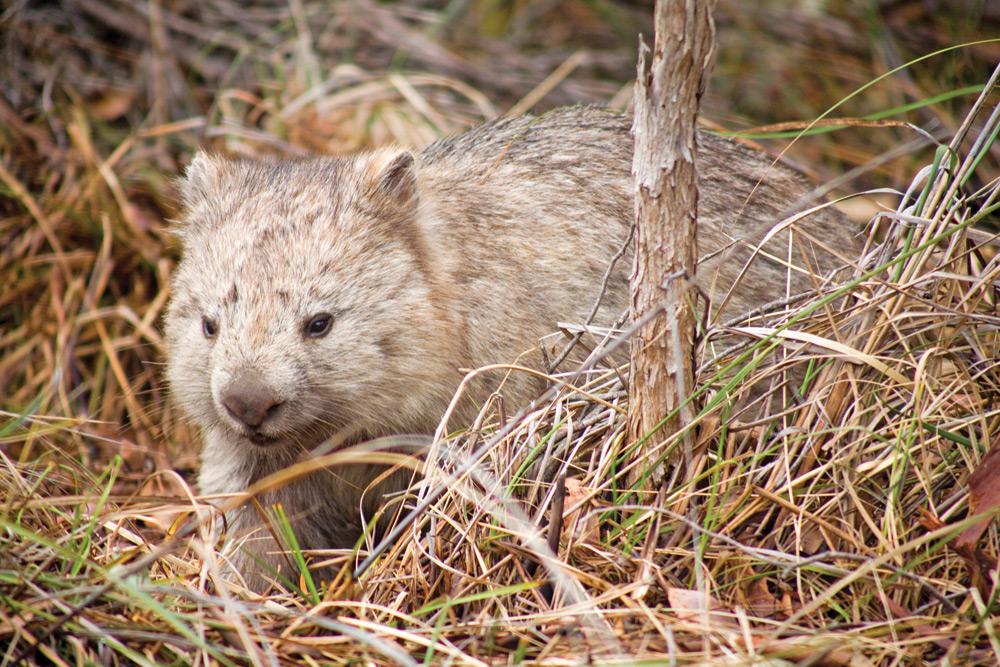Wombat, Maria Island. Image © Andrew Bain.