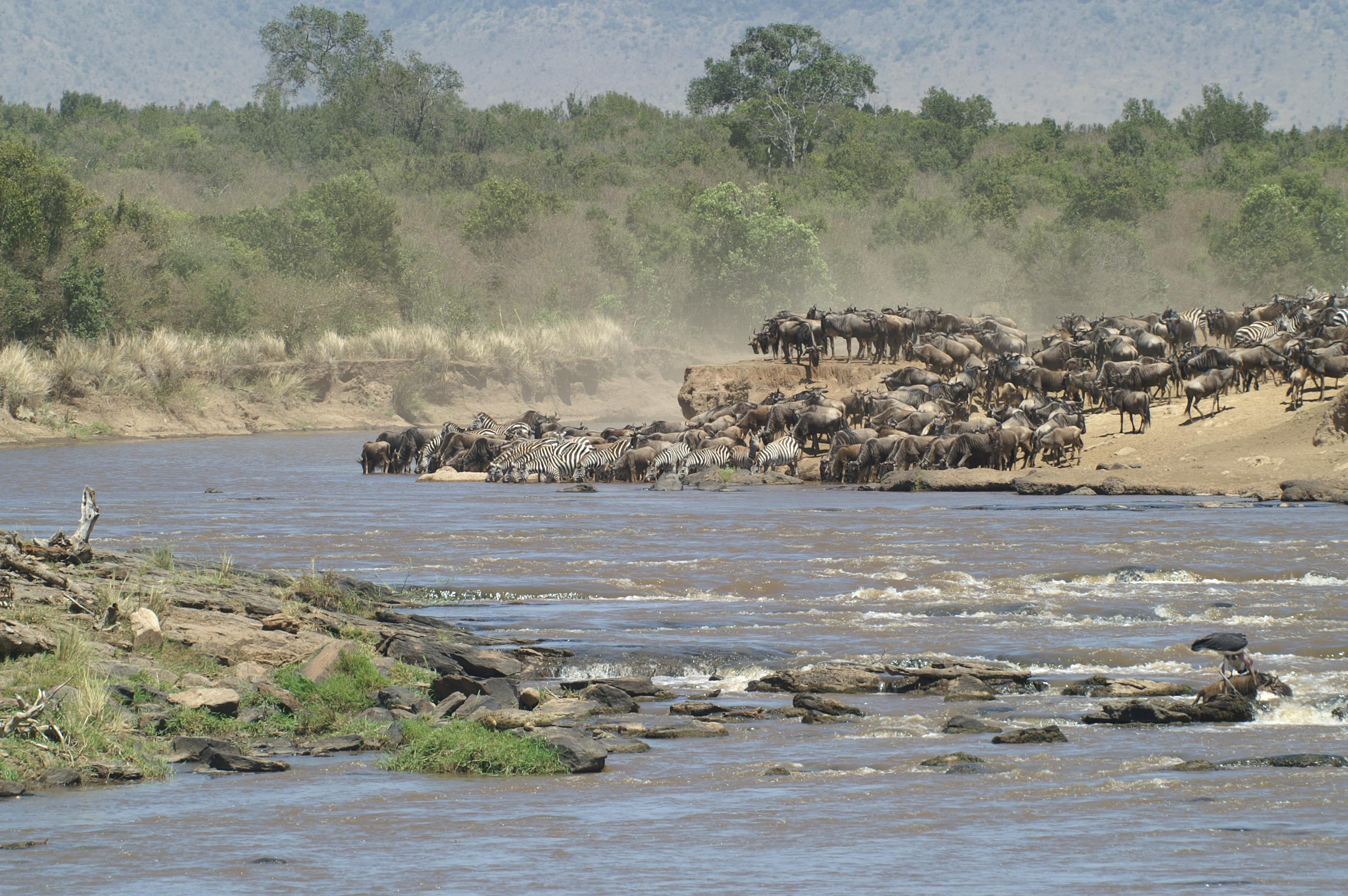 Great Migration Crosses a river