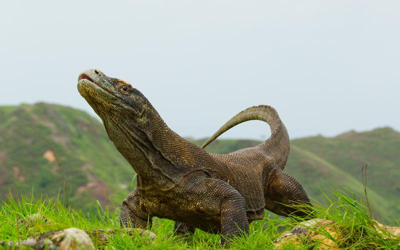 Travel Associates Why go Adventure Cruising?