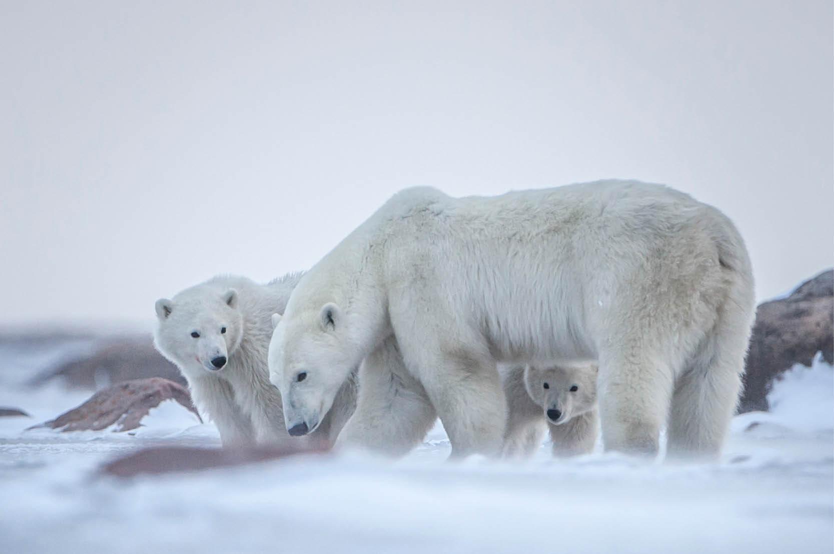 Travel Associates  One of kind experiences in Canada 