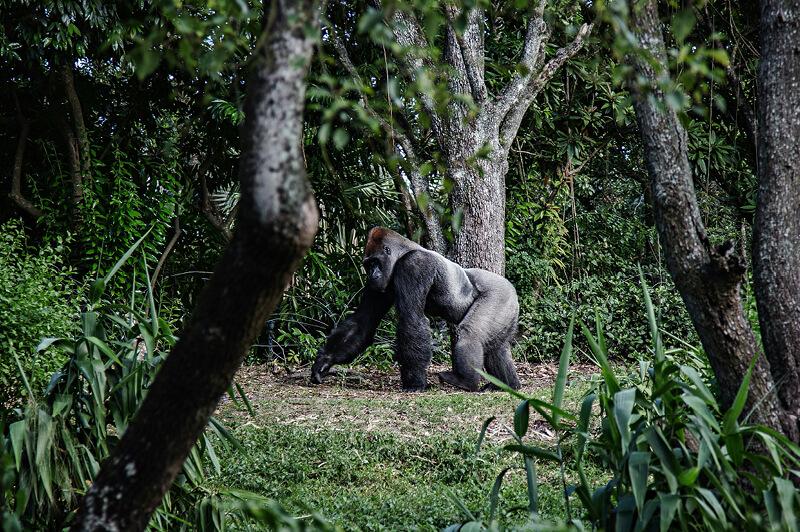 Travel Associates  Ethical Wildlife Travel: See the World's Wildest (With Purpose)