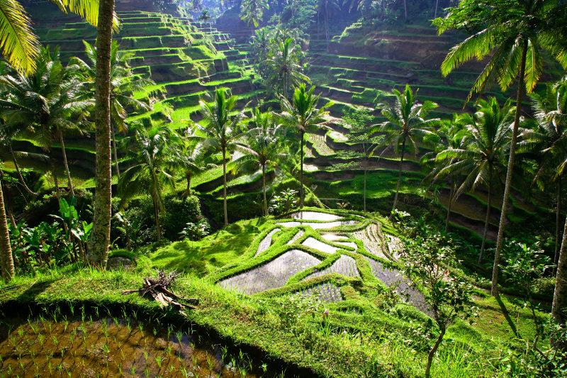Ubud Bali