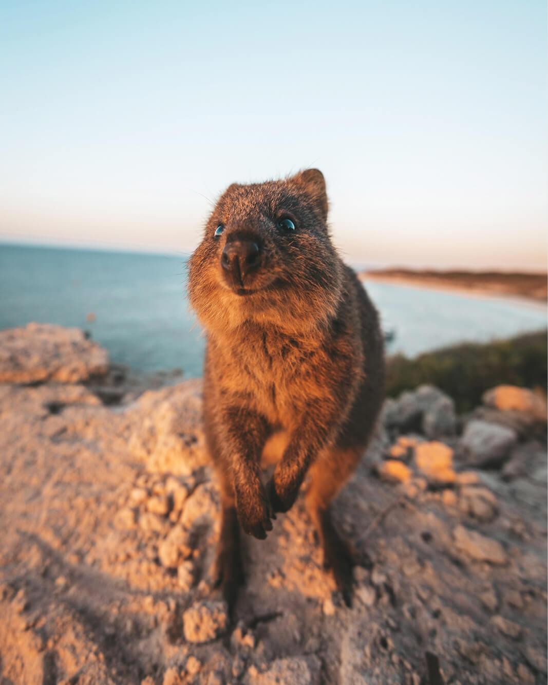 Quokka shots on Rottnest