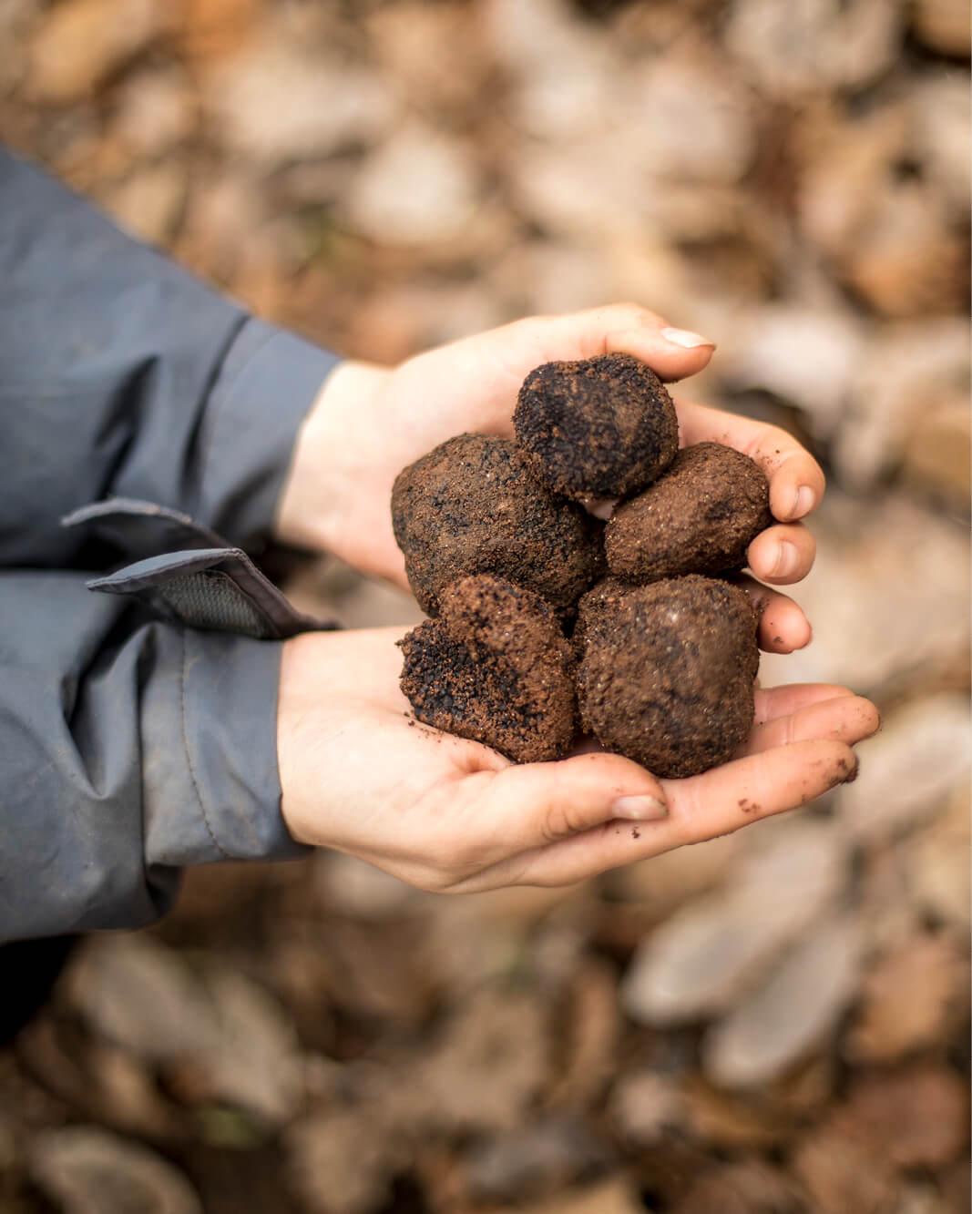 Truffle season in Western Australia