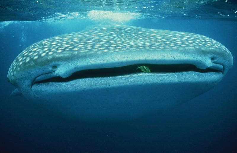 Whaleshark festival Ningaloo