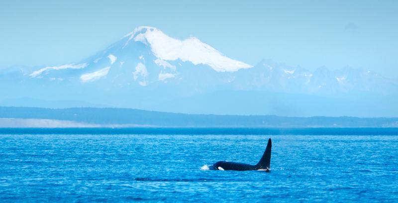 An orca breaches in the Strait of Georgia, with Mt Baker in the background