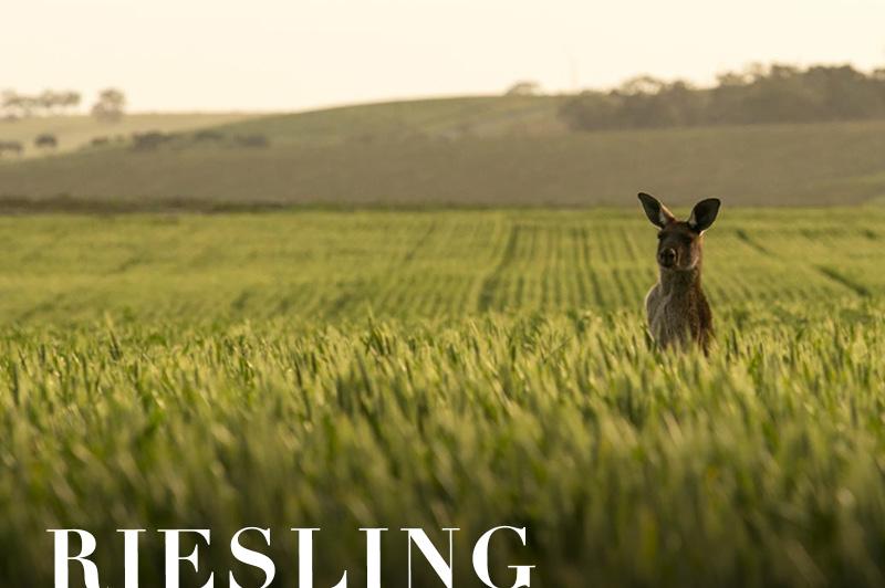 Clare Valley (image courtesy of South Australia Tourism)