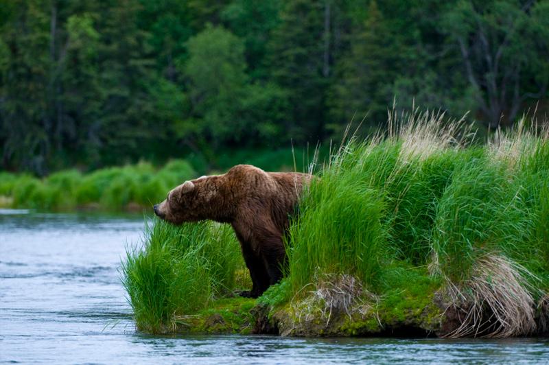 Brown bear looking for salmon. Image: Getty images.