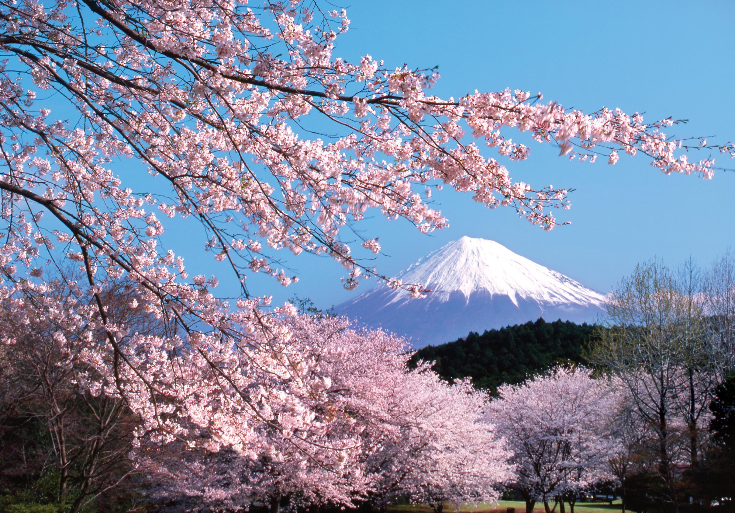 Cherry blossoms in front of Mount Fuji