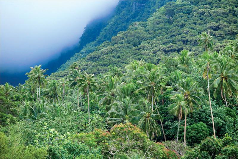 Hinterland of Moorea. Image: Linda Moon.