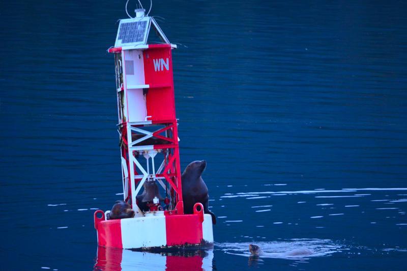 Sea lions resting on a buoy. Image: Catherine Baker