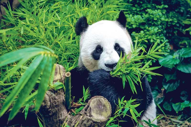 Travel Associates Travel Tribes